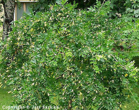 Caragana arborescens - siperianhernepensas